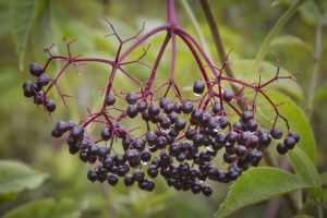 Elderberry - Natural treatments for colds and flues