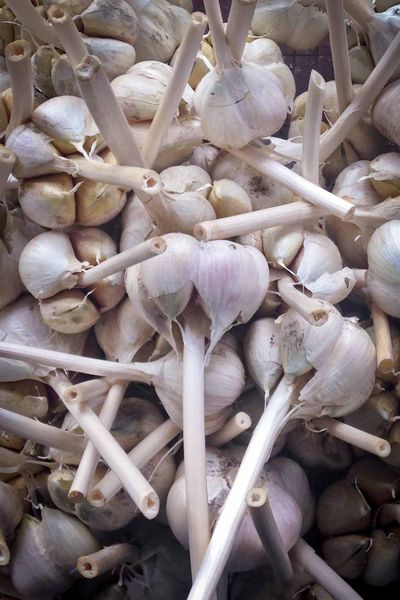 Garlic - Natural Antibiotics
