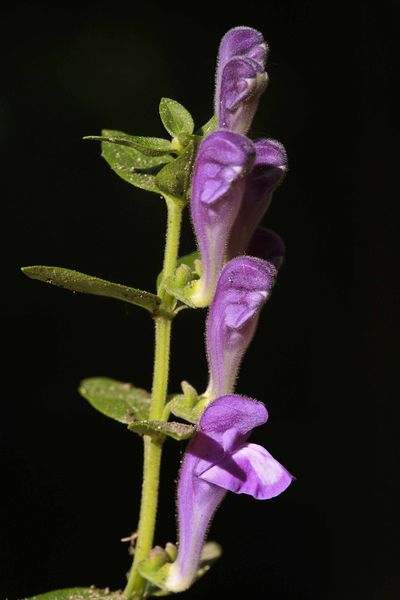 Skullcap - Natural Antibiotics