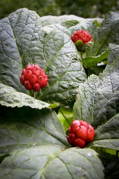 Goldeanseal - Natural Antibiotic