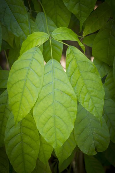 Pau D'Arco - Natural Antibiotics