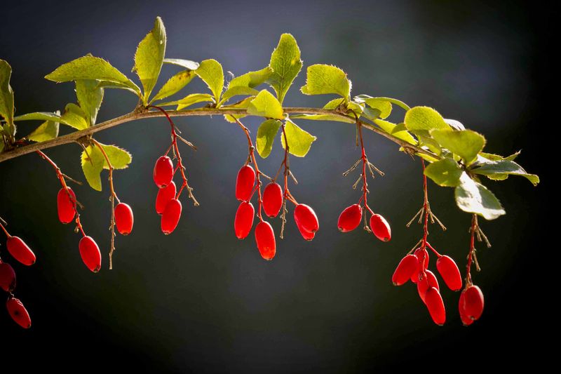 berberis vulgaris