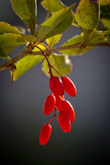 Barberry - Berberis vulgaris - natural treatments for vaginal yeast infections