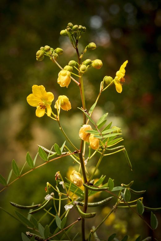 Senna -Natural Laxative