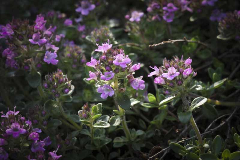 Thyme - Thymus vulgaris