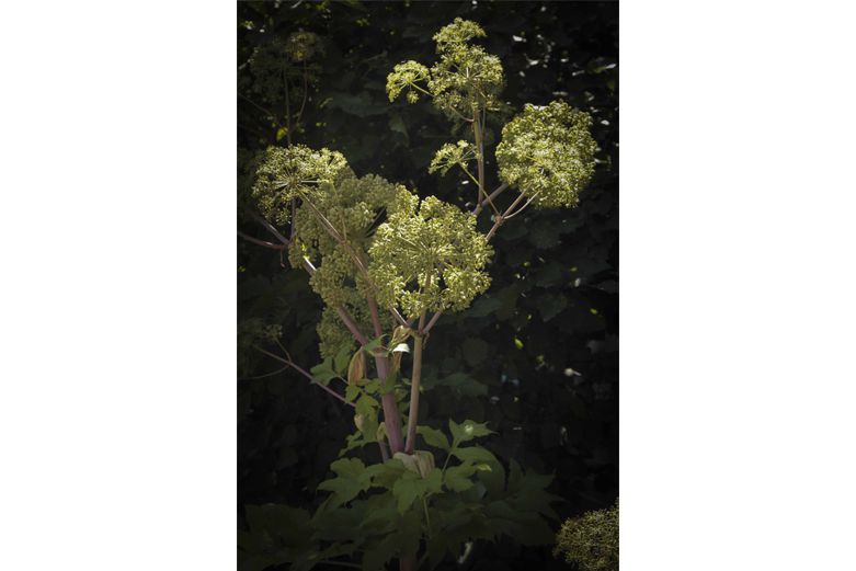 Garden-Angelica-bitter-herbs