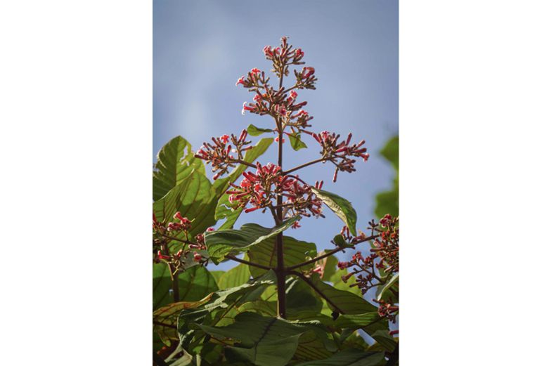 Chichona-bitter-herbs