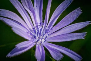 Chicory-bitter-herbs