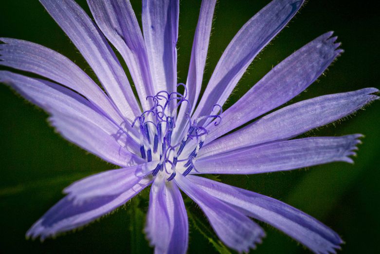 Chicory-bitter-herbs