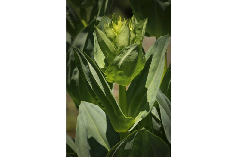 Gentian-Gentiana-lutea-bitter-herbs