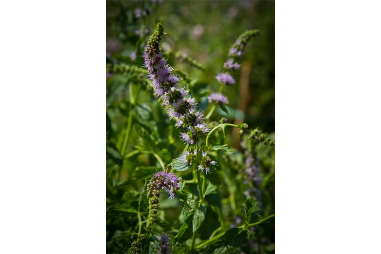 Peppermint - Carminatives