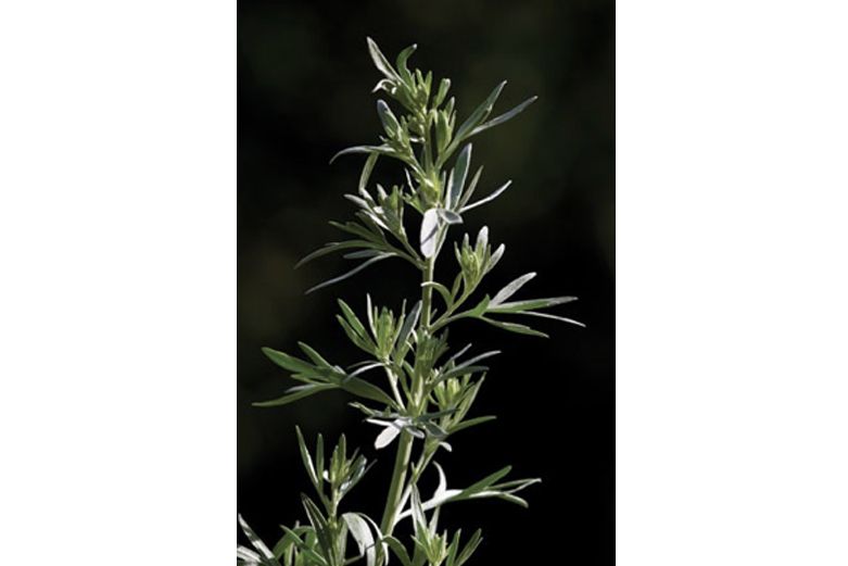 Wormwood-bitter-herbs-Absinthe