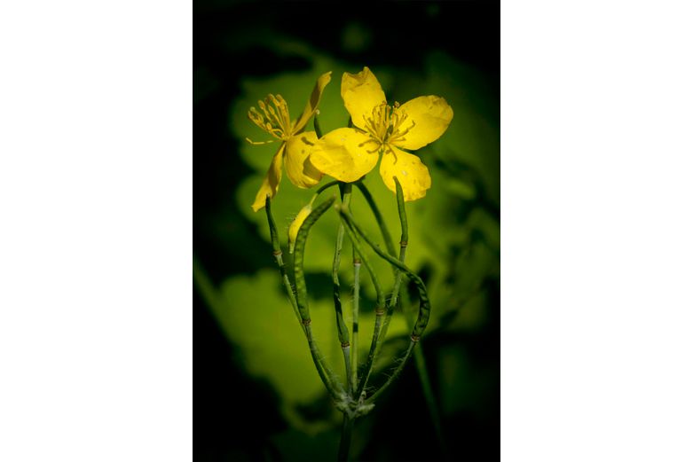 Chelidonium - Remedies for IBS