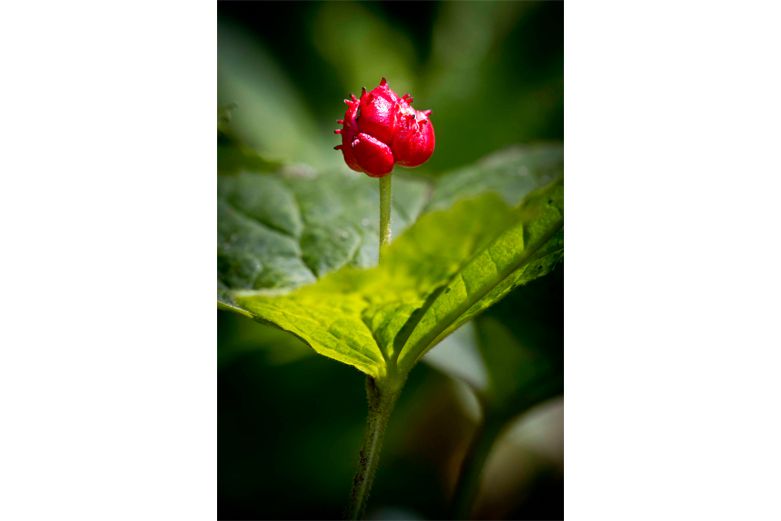 Goldenseal - natural remedies for IBS