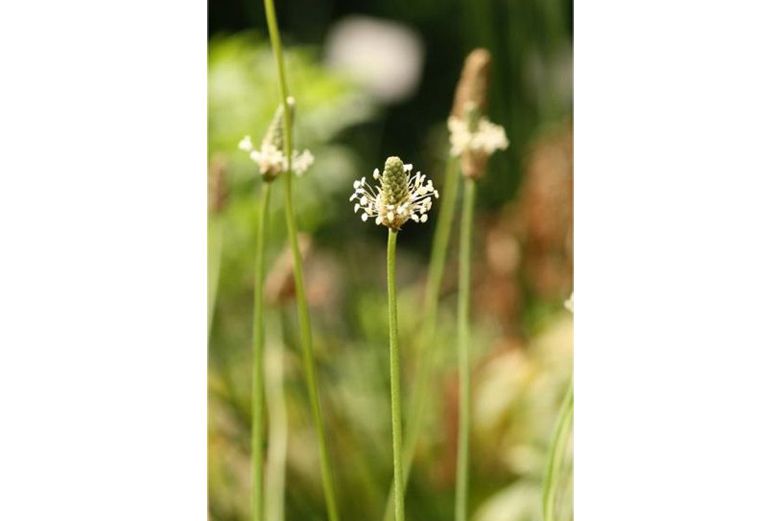 Psyllium - - natural remedies for IBS