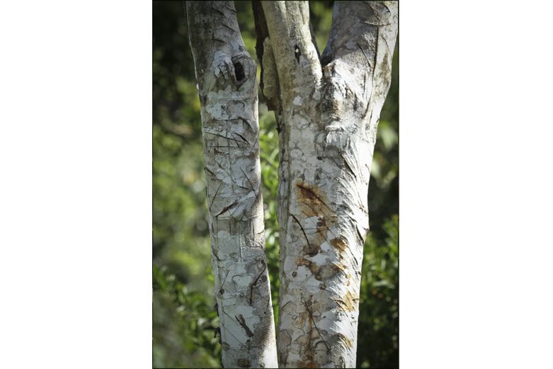 Dragon Blood's - Herbs for Diarrhea