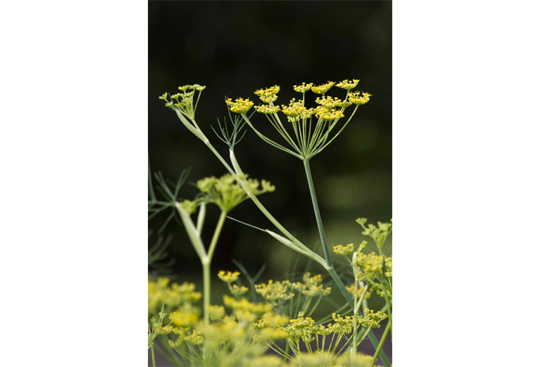 Fennel - Carminatives