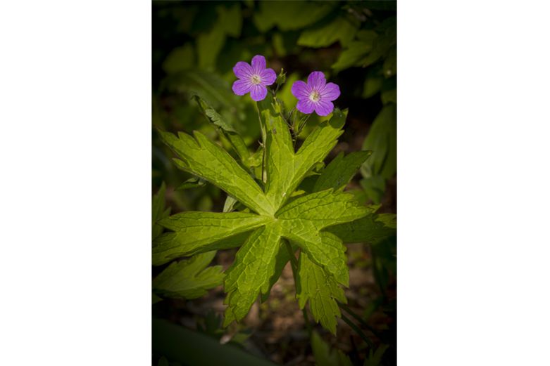 Cranesbill - Herbs for Diarrhea