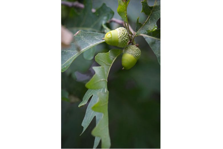 Oak - Herbs for Diarrhea