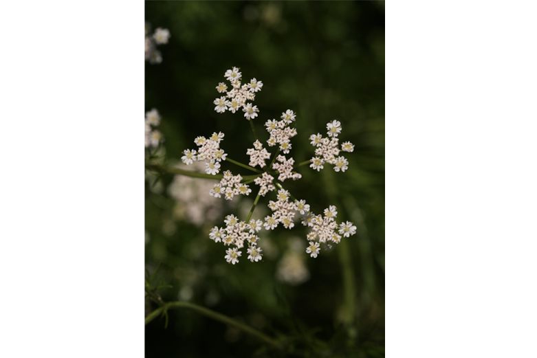 Caraway - carminative