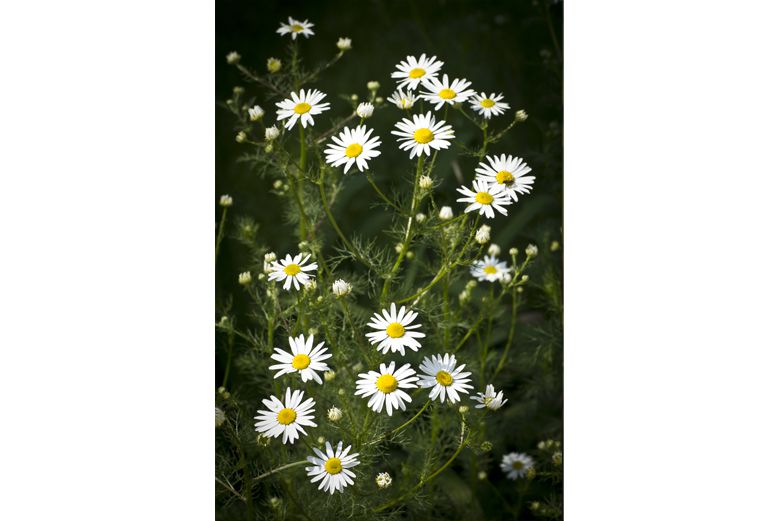 Chamomile - Herbs for Diarrhea