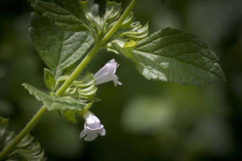 Lemon balm - carminatives