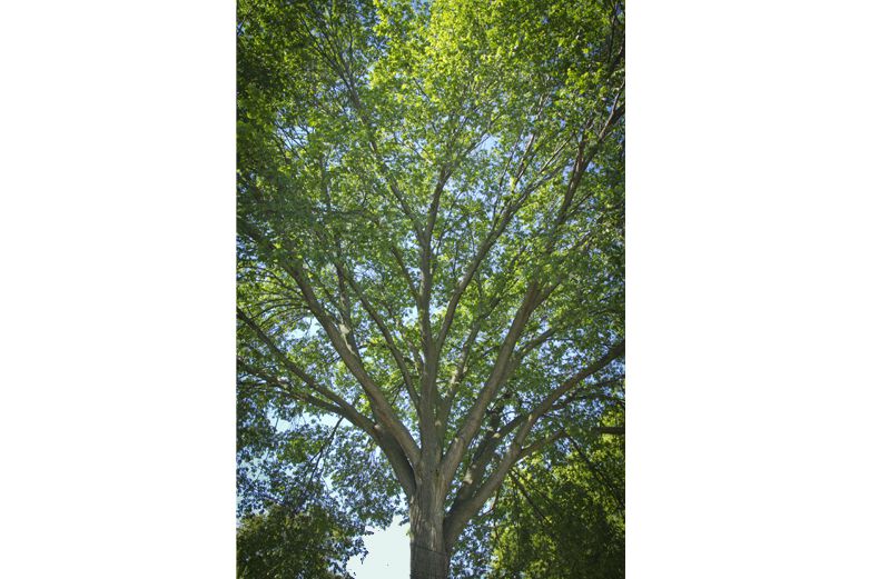 Slippery Elm - Herbs for diarrhea