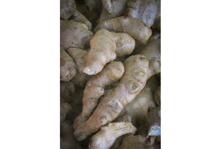 Ginger - Herbs for Ulcers