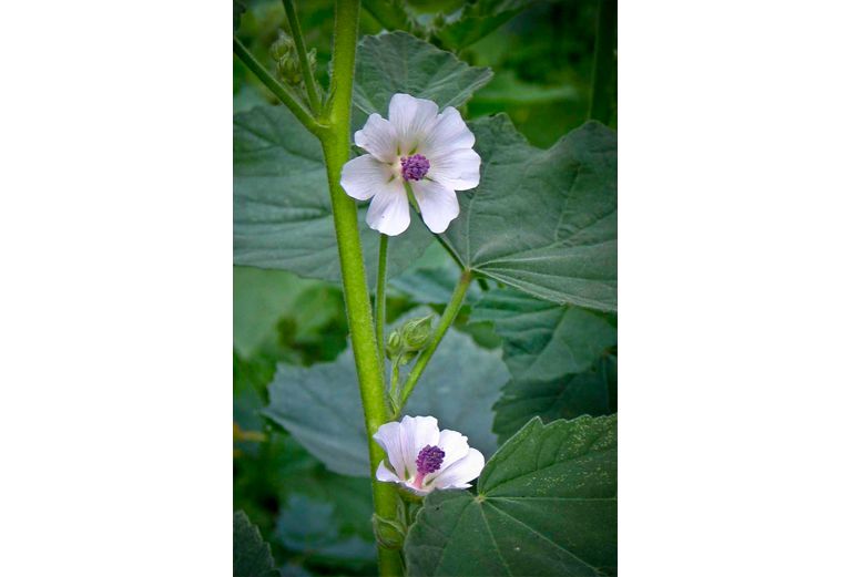 Marshmallow - Herbs for Ulcers